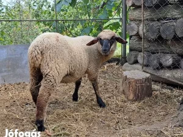 Ovce, White Suffolk sheep