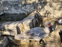 Ducks — photo 5