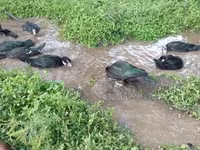 Ducks — foto 6