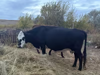 گاو ماده, Latvian Blue cattle — عکس 2