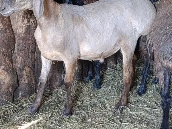 Widder, Hissar sheep