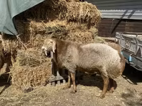 የጎትት አውራ በግ, Arashan sheep — ፎቶ 2