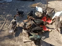 Domestic Muscovy — foto 2