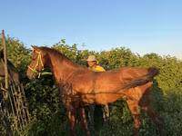 Koń, Akhal-Teke — zdjęcie 1