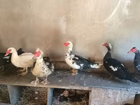 Domestic Muscovy — foto 4