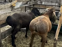 Kambing betina, Hissar sheep — foto 5
