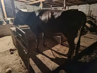 Vacă, Swiss cattle — foto 2