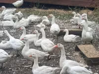 Chickens — 照片 1
