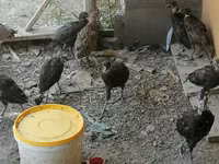 Guinea fowl — fotografija 1