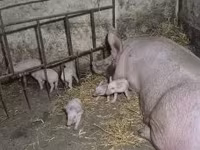 خوک ماده, Крупная белая — عکس 2