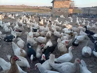 Pekin Jerman — foto 5