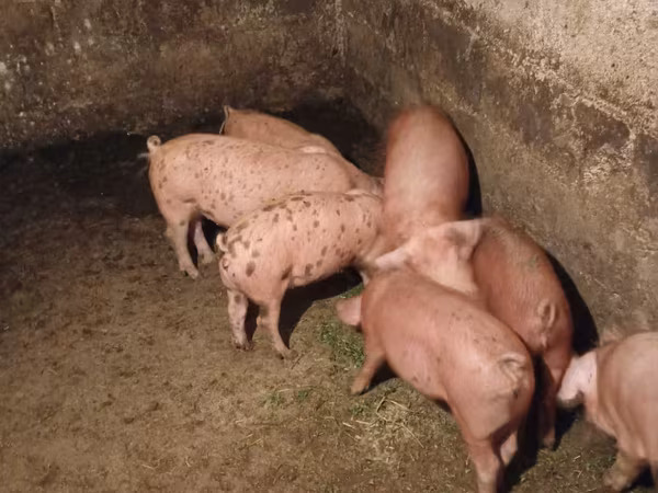 ወንድ አሣማ, Pigs