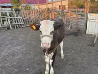 گاو ماده, Russian Black pied cattle — عکس 2