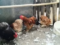 Chickens — 照片 3
