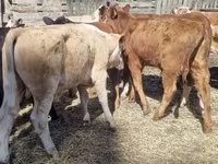 Bovini (lotto, sesso non specificato), Swiss cattle — foto 4