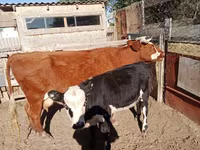 گاو ماده, Latvian Blue cattle — عکس 1