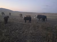 ষাঁড়, Latvian Blue cattle — ছবি 4