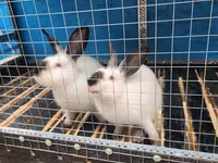 2 кролик с клеткой - Просторная двухсекционная клетка на высокой — Foto 1
