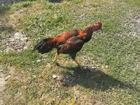 Chickens — снимка 1