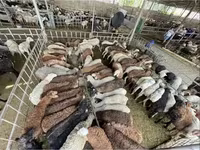 Oaie, Krasnoyarsk sheep — foto 5