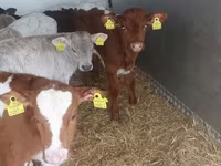 Dibi, Simmental cattle — sawirka 2