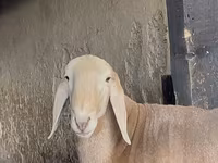 Koç, Arashan sheep — foto 2