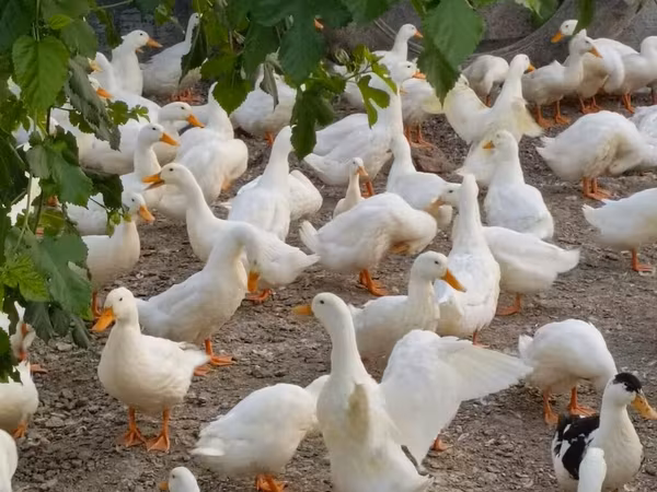 Alman Pekin