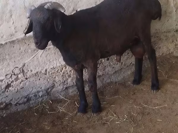 قوچ, گوسفند