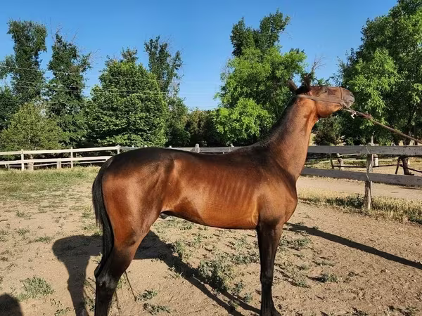 ม้าตัวผู้, Akhal-Teke
