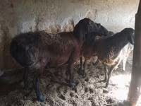 بھیڑ, بھیڑیں — تصویر 5