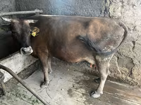 Kuh, Holstein-Rasse — Foto 1