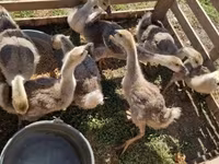 Geese — 1-rasm