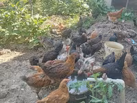Chickens — عکس 2