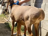 Får, Hissar sheep — foto 3