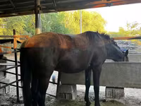 Cavallo, Cavalli — foto 3