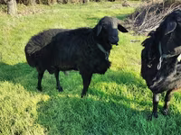 كبش, Tian-Shan semifinewool sheep — الصورة 3