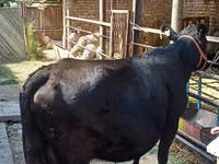 Vaca, Aberdeen-Angus — foto 3