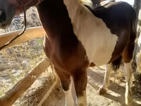Hingst, Heste — foto 4