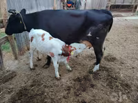 Krava, Simmental cattle — fotografija 3