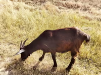Keçi, Saanen goat — foto 2