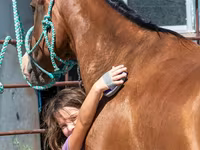 اسب نر, Quarter Horse — عکس 4