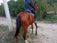 Sto, Hästar — foto 1
