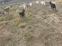 Kambing jantan, Goats — foto 3