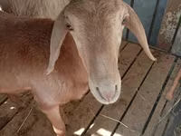 የጎትት አውራ በግ, Arashan sheep — ፎቶ 5