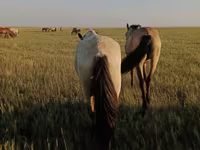 Faras dhaddig, Horses — sawirka 3