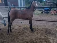 Caballo, Shagya — foto 2