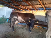 Mucca, Russian Black pied cattle — foto 1