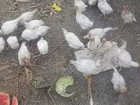 Chickens — تصویر 2
