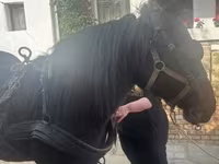 母马, Horses — 照片 2
