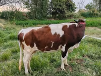 Ko, Simmental cattle — foto 4